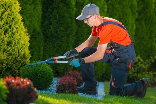 GET PROFESSIONAL LAWN MOWING AND TRIMMING SERVICES IN LAS VEGAS HENDERSON NV