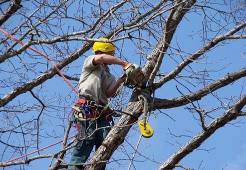 Local Mesquite Branches Removal Services in Omaha NE | Omaha Junk Disposal