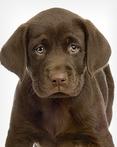 Cincinnati Hills Animal Clinic Companion Animal Plan [CAP] Puppy