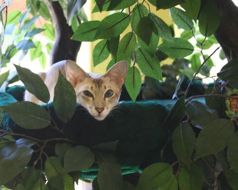 Luxury Cat Trees