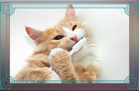 Funny cat brushing teeth