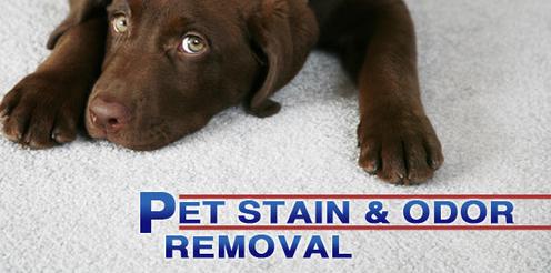 http://www.serviceabq.com/pet-stain---pet-odor-removal.html
