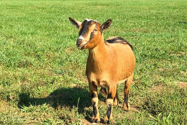 Buttercup, Nigerian Dwarf goat, at my peeps farm