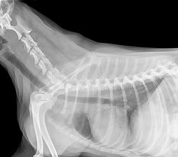 Veterinary Medicine, Animal Hospital - Sutton Animal Hospital