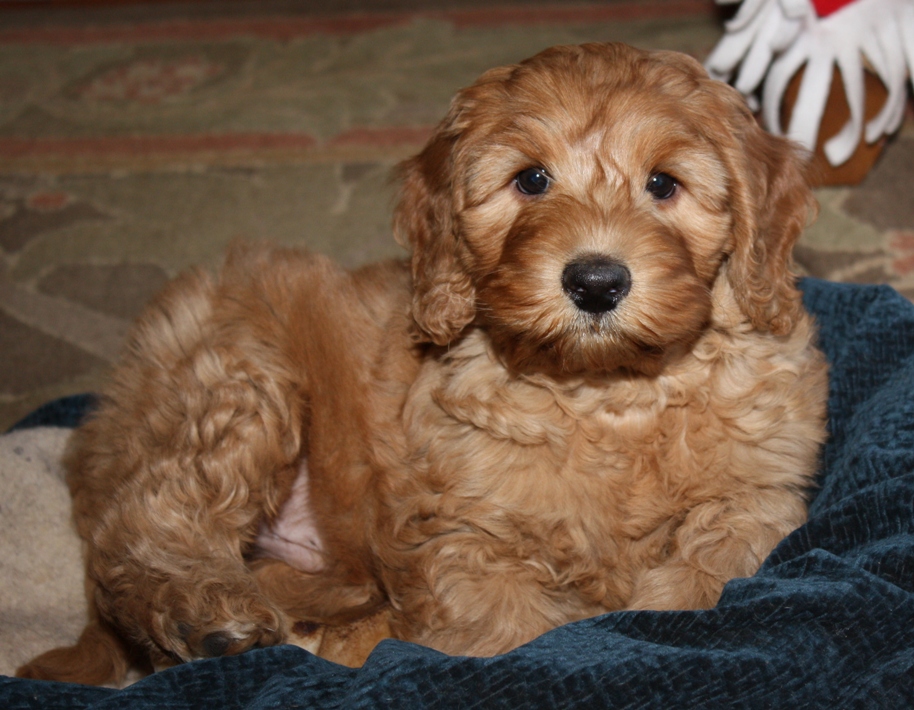 Sunvalley labradoodles best sale