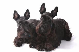 Links of Interest to Scottish Terrier Owners breeder referral