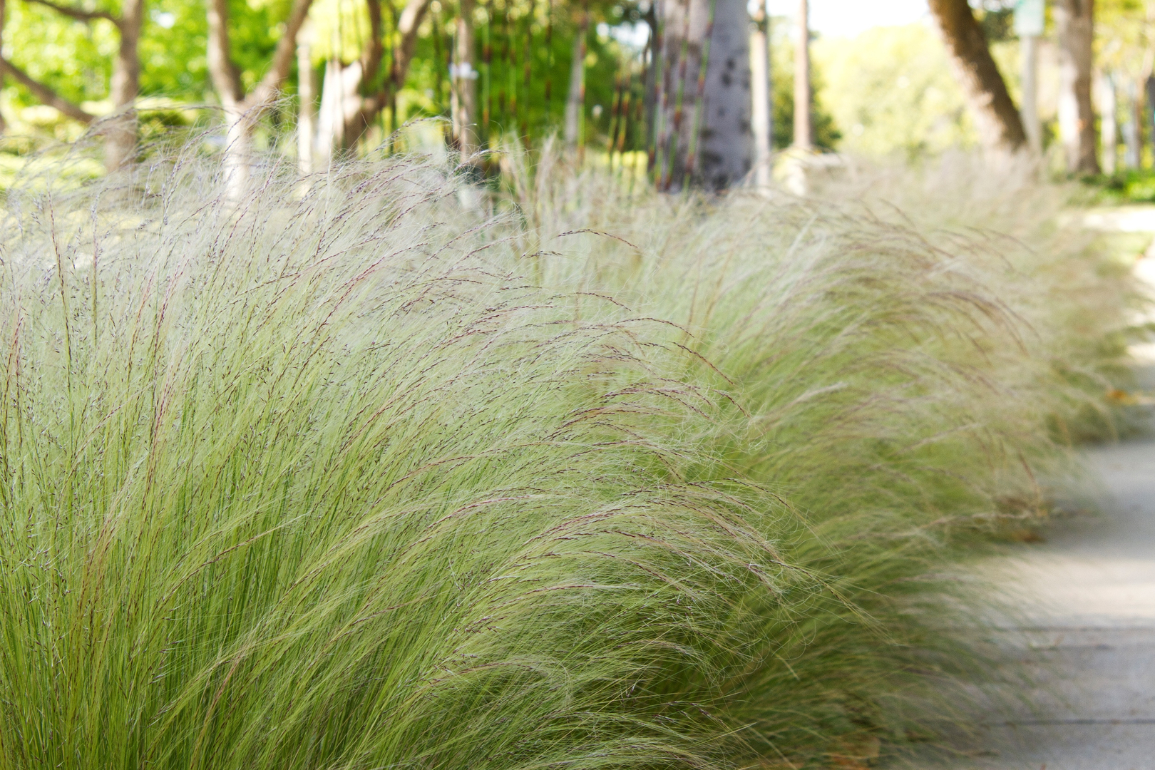 Feather grass deals