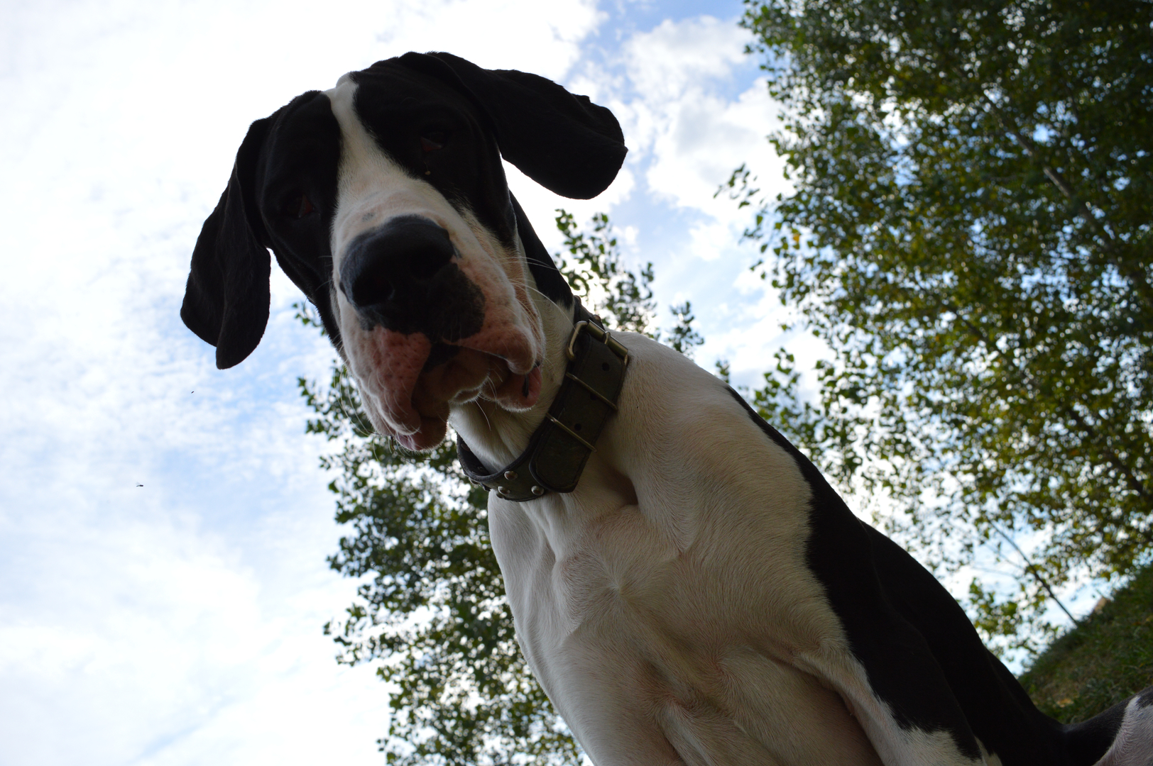 Boondox great hot sale danes