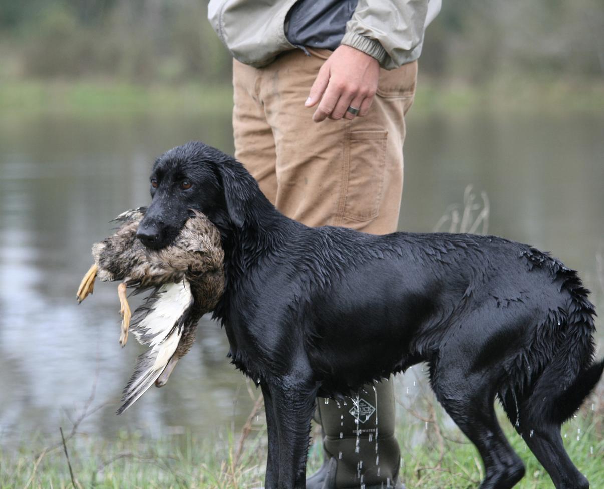 what age to start gun dog training