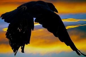 mixed media ravens and crows with encaustic