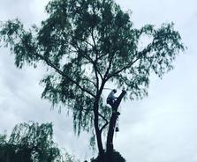 Tree Climber in large willow tree, Hamilton Tree Removal, Grimsby Tree Servicec