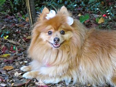 Rescued pomeranians store