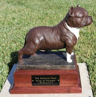 Paco best sale american bully