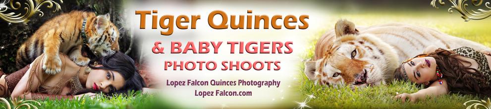 QUINCEANERA SHOW IN MIAMI QUINCEANERA WITH TIGERS BABY TIGERS PHOTO SHOOT