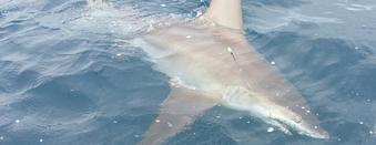 shark fishing charters