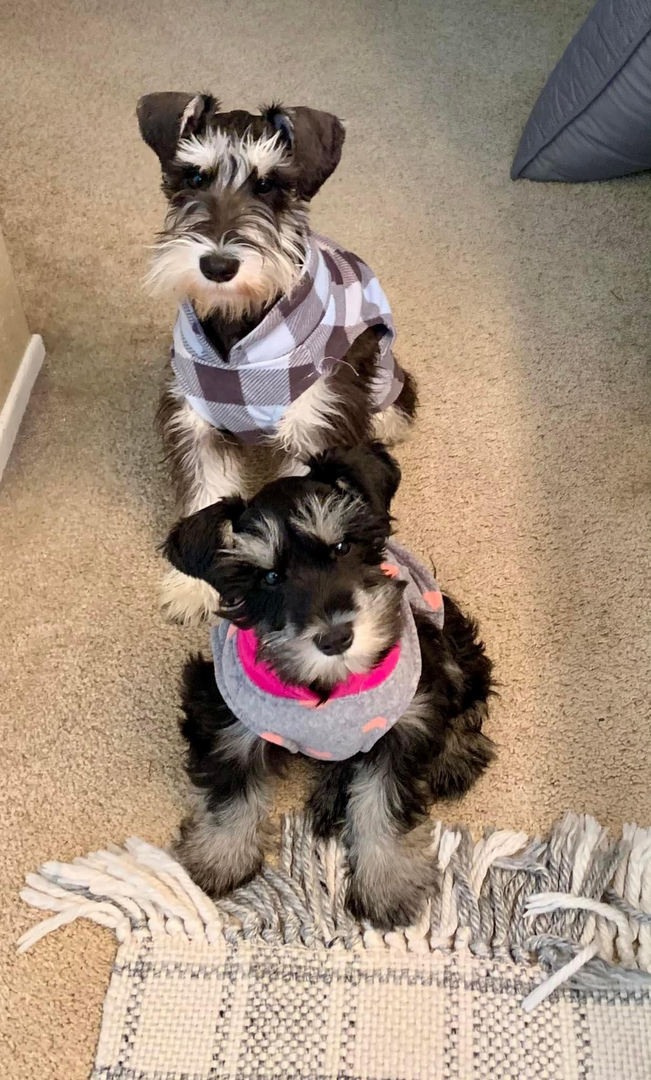 Windjammer schnauzers hot sale