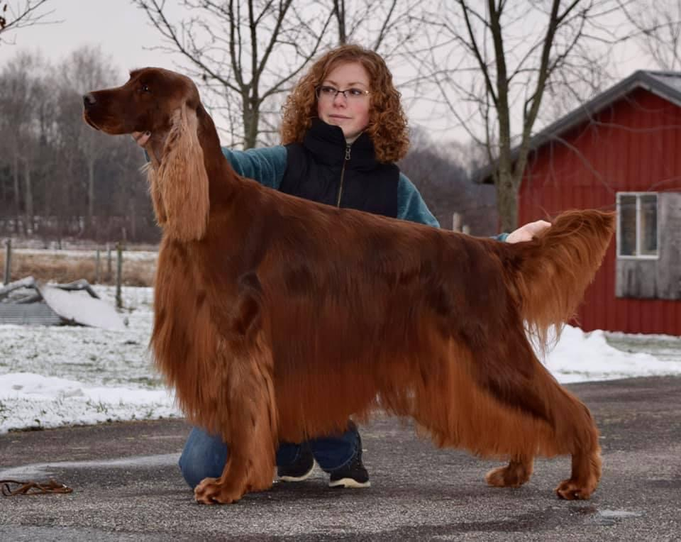 Irish setter best sale show cut