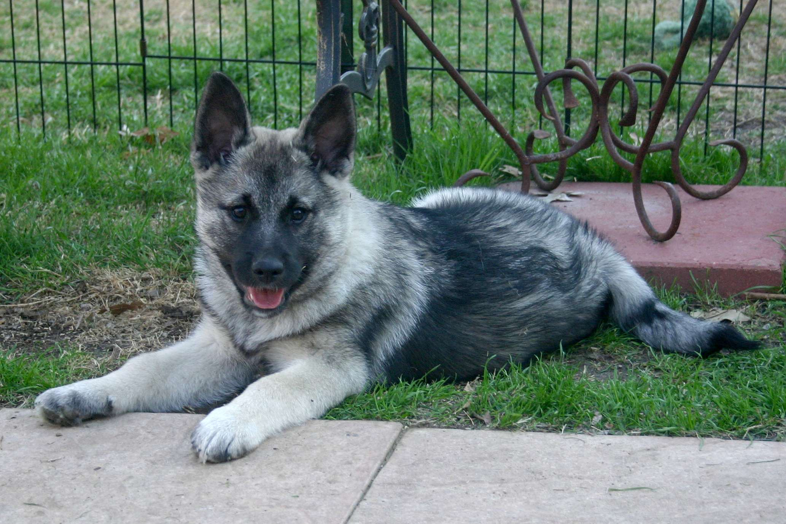 My Norwegian Elkhound/Chihuahua mix, Winnie. : r/NorwegianElkhound