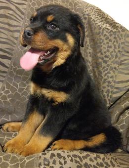 German Rottweiler Puppies For Sale, German Rottweiler ...