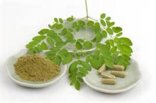 Moringa Horseradish Tree Davie South Florida Broward