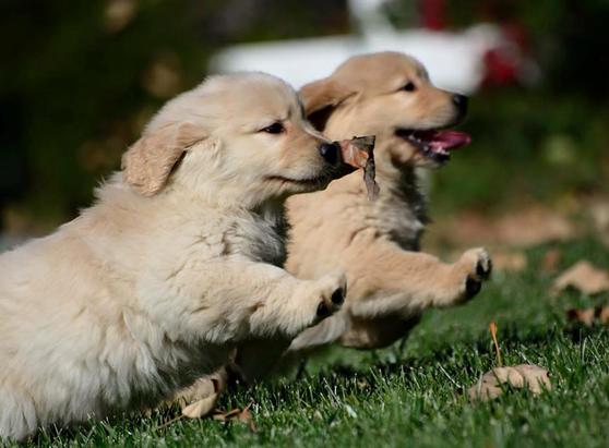 two golden retriever puppies running on grass