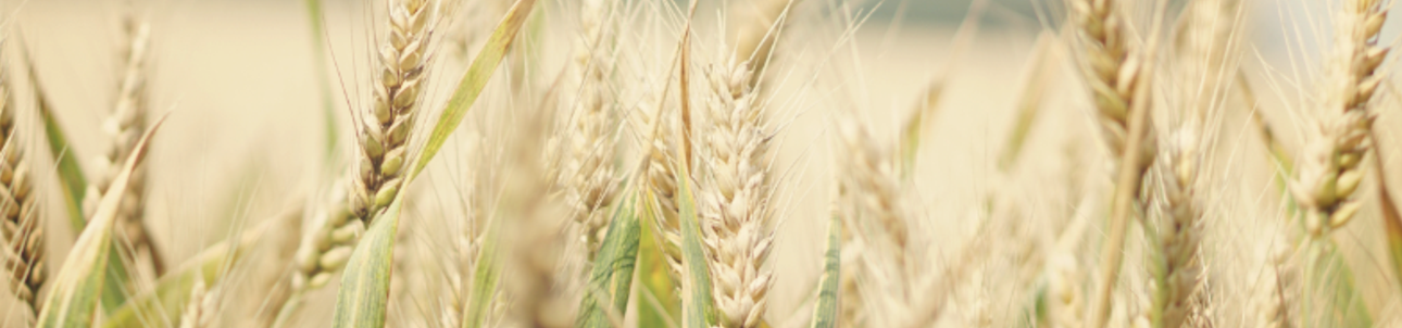 Sow A Seed Header - Wheat
