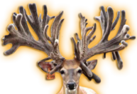 GLADIATOR GRIDIRON WHITETAIL BUCK