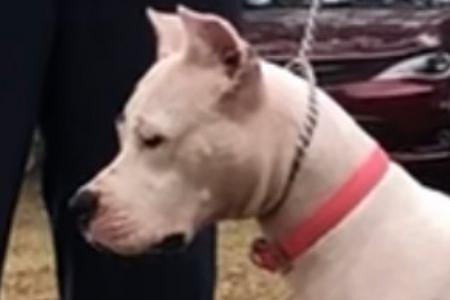 Dogo Argentino, o Mastiff Argentino: saiba tudo sobre a raça