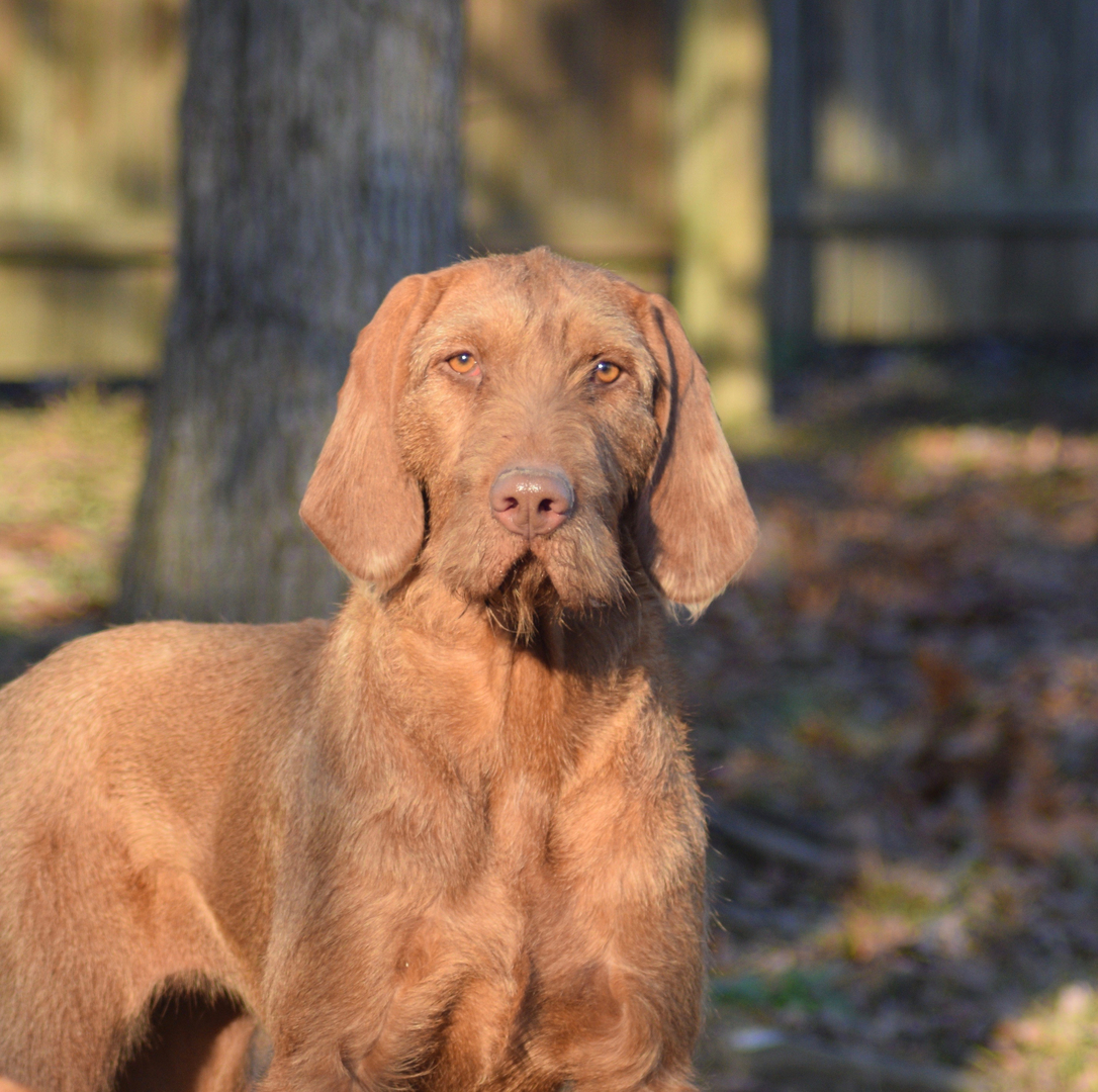 Wirehaired vizslas shop for sale