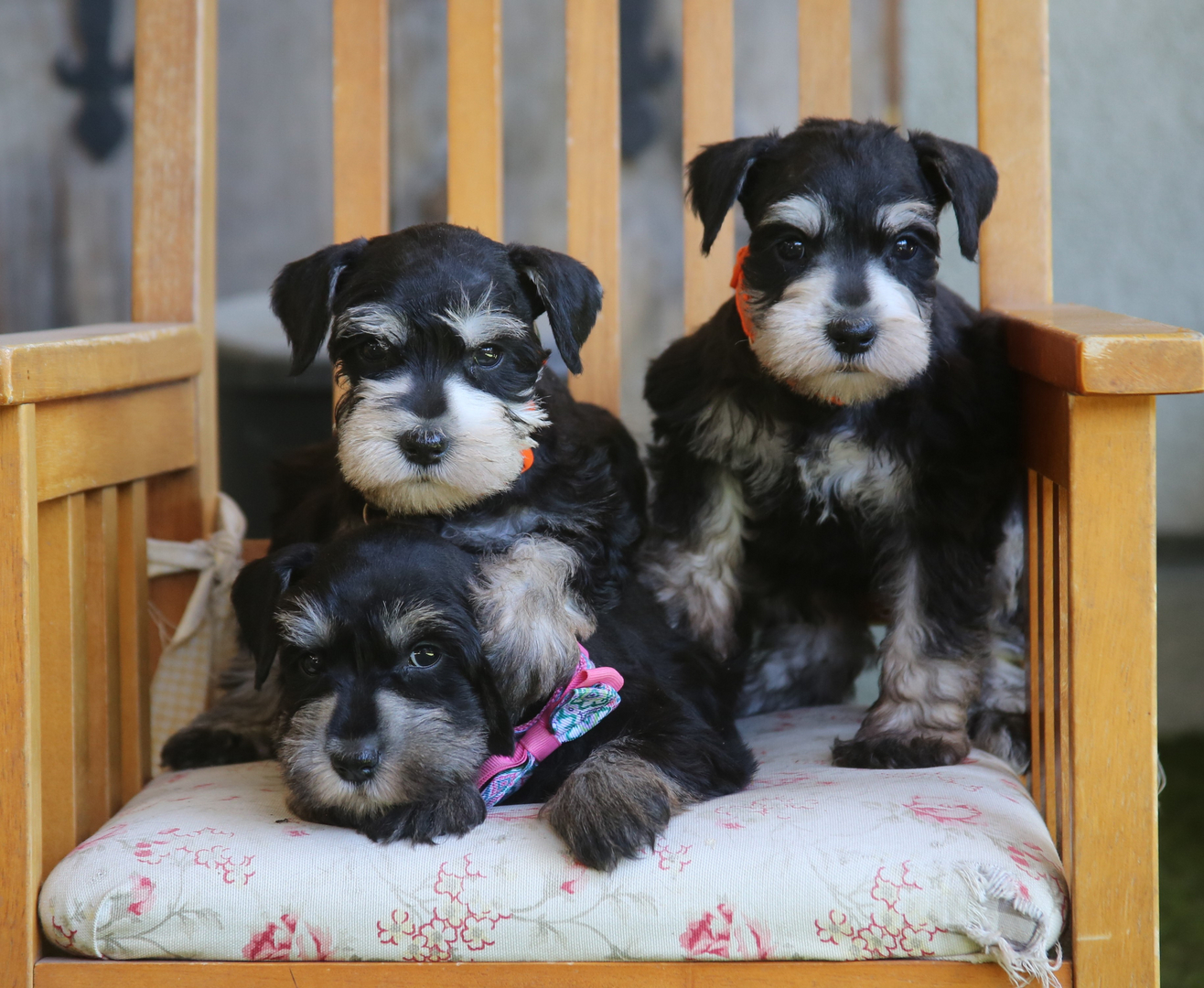 Black and silver schnauzer puppies best sale for sale