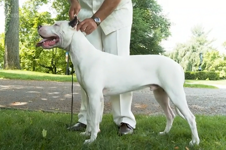 Dogo argentino kennel best sale