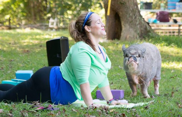 Yoga with Pigs