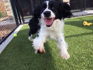 Creature Comforts Kennels Pet Boarding Dog Grooming