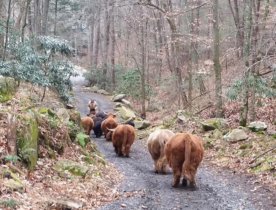 Scottish highland cattle, Highland cattle, Black highland cattle, Highland cattle calves