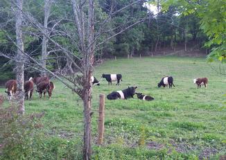 farm fed produce pork beef grass arrison