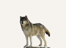 Hunting Wolf Slovakia