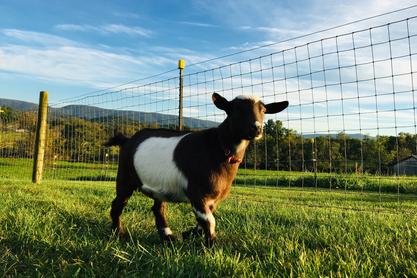 Kalia, Nigerian Dwarf goat, at my peeps farm.