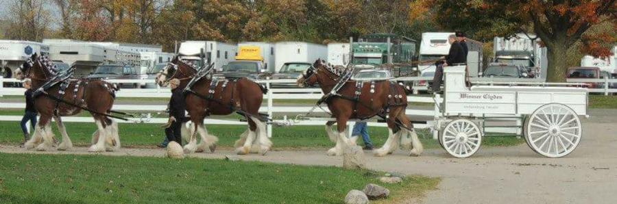 Wismer Clydesdales pulling a wagon.