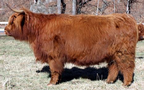 Scottish highland cattle, Highland cattle, Black highland cattle, Highland cattle calves