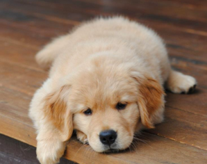Golden retriever puppy laying on wooden deck