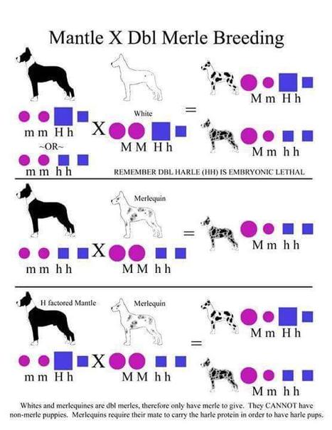 Breeding merle 2025 great danes