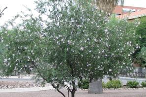 Bauhinia lunarioides a popular south texas plant