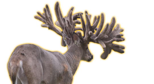 MAXBO HARDCORE WHITETAIL FAWNS FOR SALE IN MICHIGAN