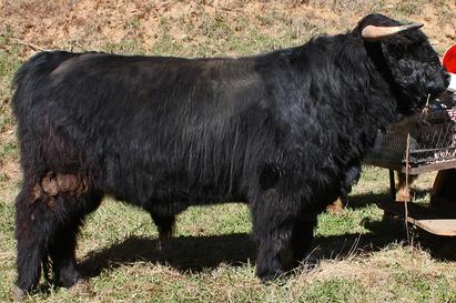 Black highland cattle,Scottish highland cattle, Highland cattle black,Highland cattle, Highland calves