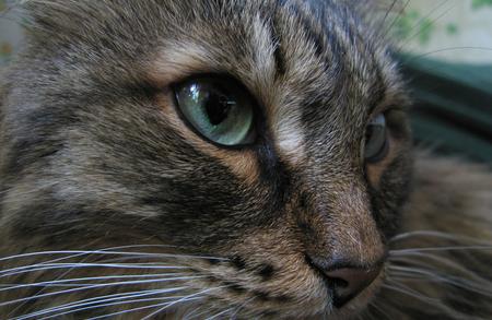 Cat face