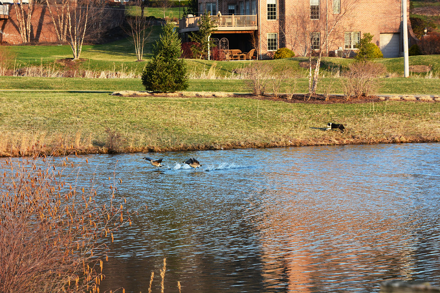 Geese Police of Western Pennsylvania PA boarder collie in action chasing problem canada geese