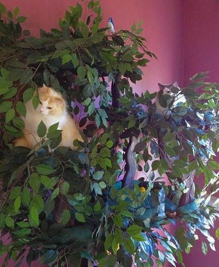 Sturdy Cat Tree for Heavy Cats