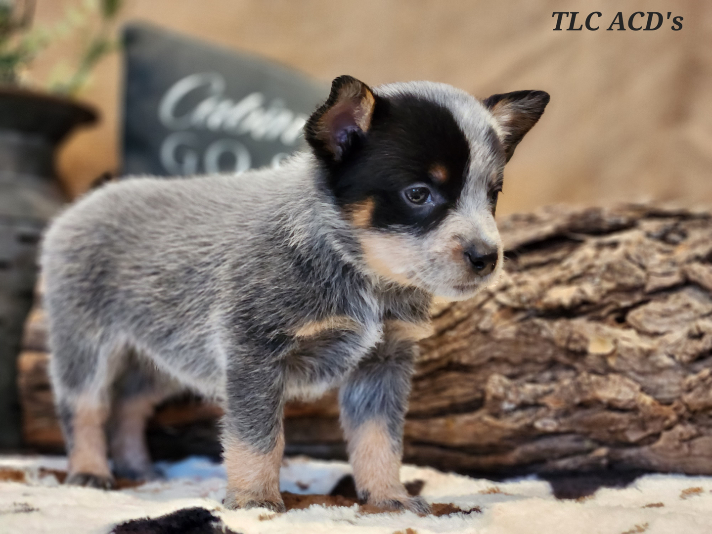 Tlc australian hot sale cattle dogs