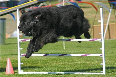 Newfoundland agility store