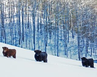 Highland cattle black,Scottish highland cattle,Black highland cattle,Highland cattle, Highland calves